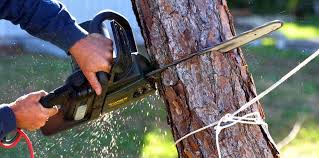 Reliable Pryor Creek, OK Tree Services Solutions